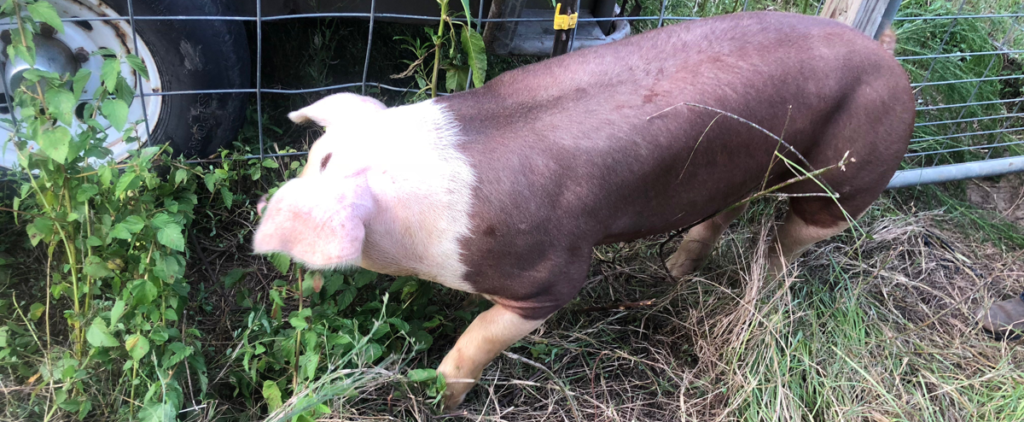 hereford pigs for sale 2