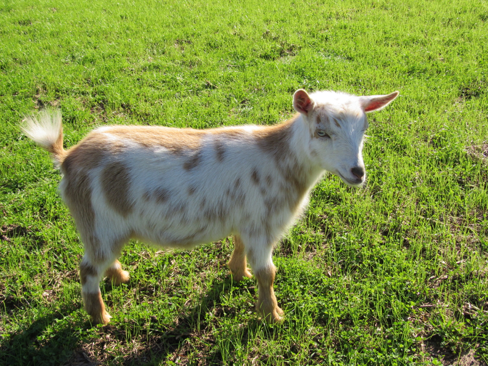 nigerian baby goats