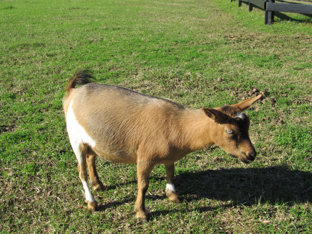 nigerian goats for purchase