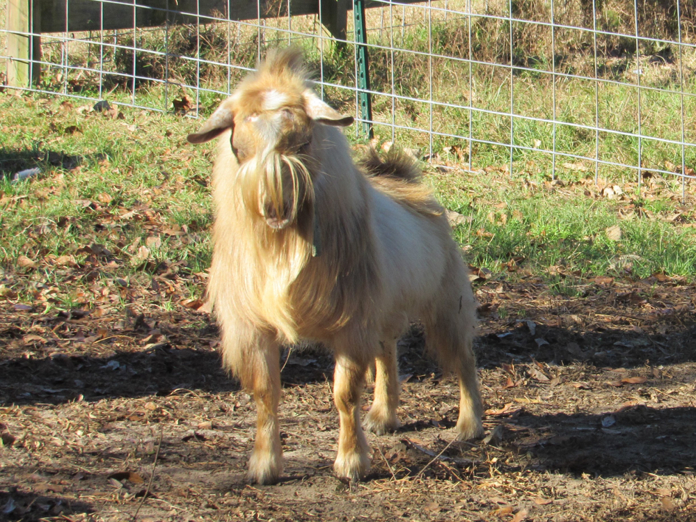 nigerian goats for sale florida