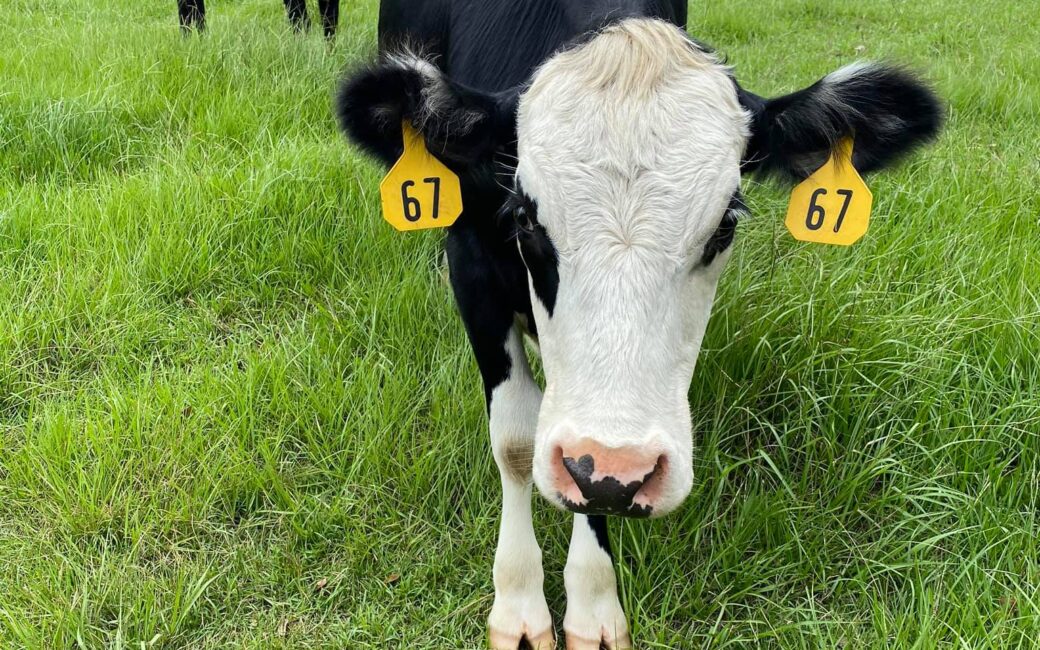 Organic Grass Fed Angus Beef For Sale Florida Beef