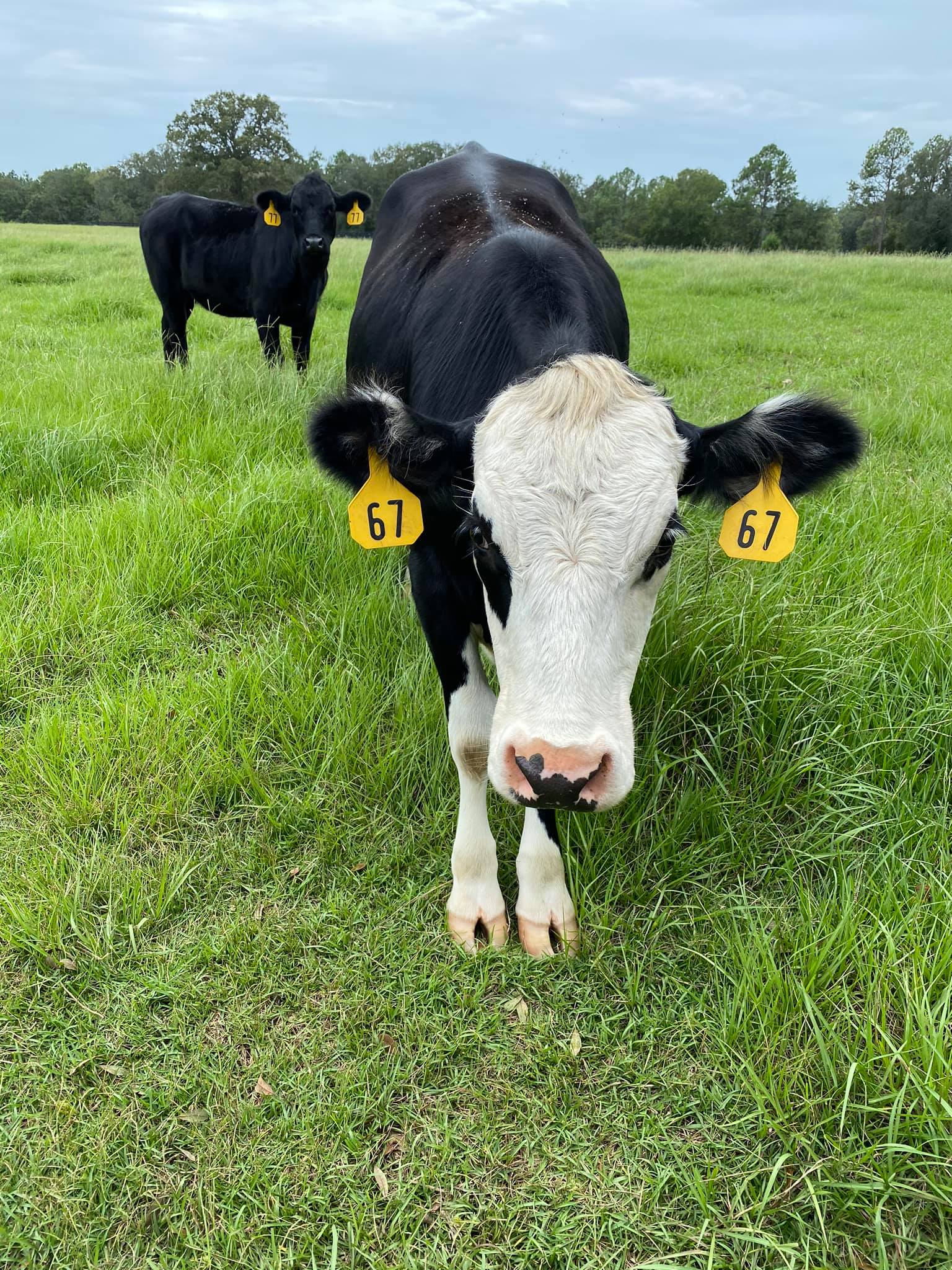 Organic Grass Fed Angus Beef For Sale Florida Beef