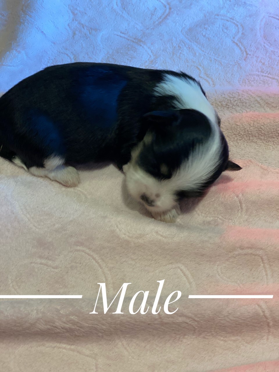 havanese male black puppy for sale