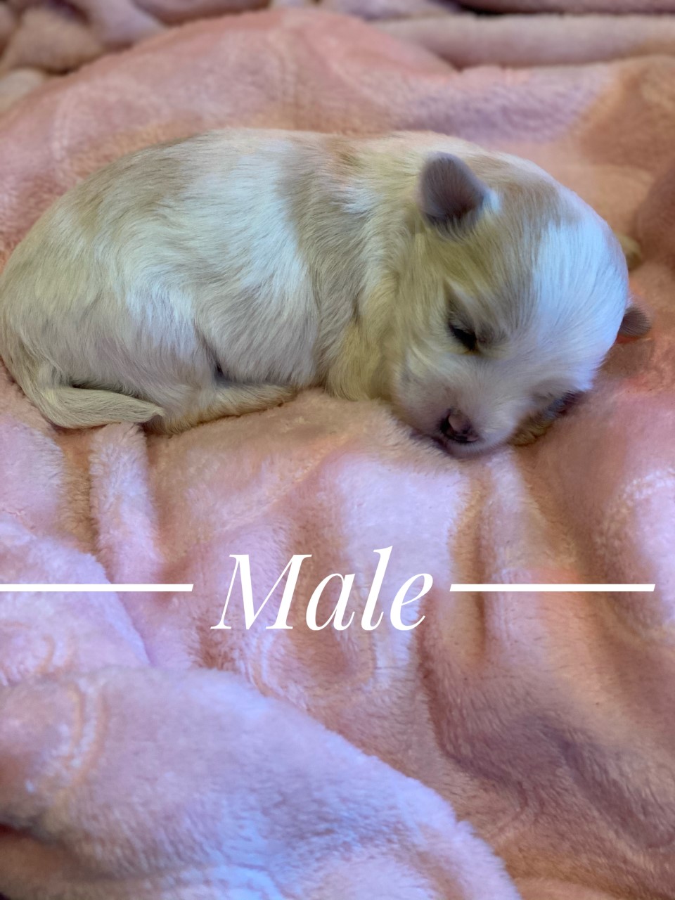 havanese male puppy 2 for sale