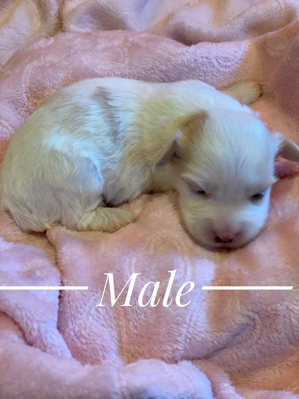 havanese male puppy for sale